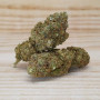 Fleur CBD Sunset Sherbet indoor hydro